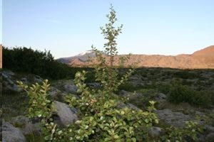 Birki í Oddagljúfri