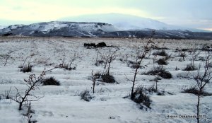 Birkifræ á 6 ára gömlu birki á bersvæði í nágrenni Sölvahrauns.